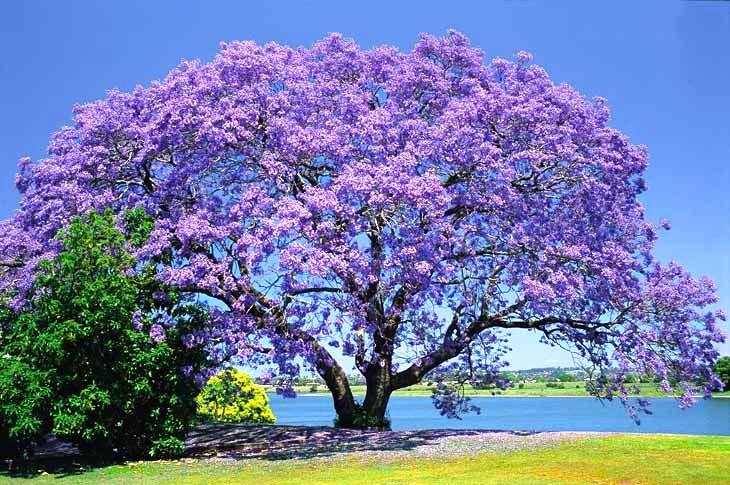 Brisbane Property Valuations Valuation Valuers Land Home House Buy Sell Jacaranda